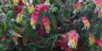 Plante crevette (Justicia brandegeeana), des épis colorés