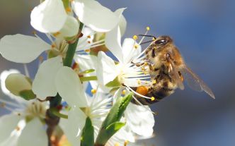 Pornhub veut sauver les abeilles