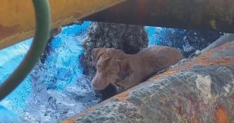 Ce chien s'est battu de façon héroïque pour survivre à la nage... à 220 kilomètres des côtes