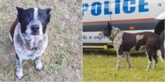 Un chien presque aveugle sauve une fillette de 3 ans