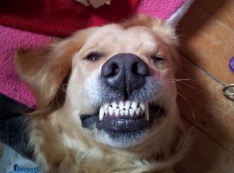 Mon chien sourit, est ce possible ?