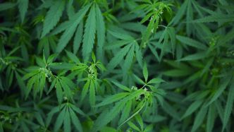 Le CBD pourrait devenir une arme puissante contre l'antibiorésistance