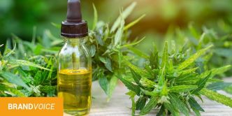 Une arrivée massive des grossistes CBD Français