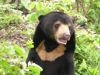 L’ours à tête d’homme et l’ours à tête de chien - Safarine News