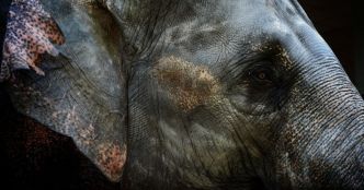 L'éléphant d'Asie – Safarine Tours