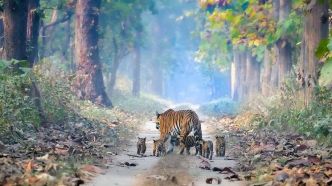 Vidéo très rare d'un tigre dans le parc national Mae Wong  - Safarine News