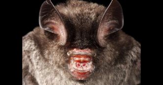 La kitti à nez de porc – Safarine Tours