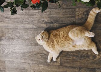 Croquettes Chat et Santé