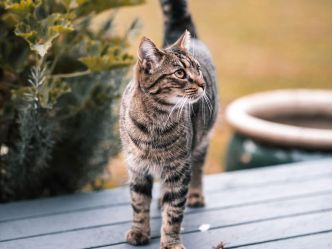 Croquettes Chat Adulte