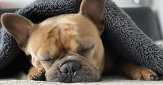 Des familles demandent l'euthanasie de leurs animaux de compagnie par peur d'être infectés