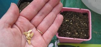 Confinement : des légumes vite récoltés