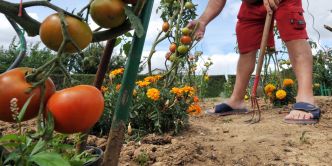 Jardinage : 4 sites et applis pour avoir la main verte