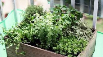 13 Erreurs à Éviter Pour Faire Pousser Des Herbes Aromatiques à la Maison.