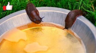 Comment Se Débarrasser des Limaces ? Le Piège à la Bière Naturel & Efficace !
