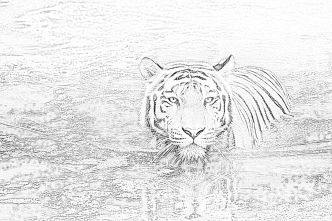 Tiger in water coloring page - Mimi Panda