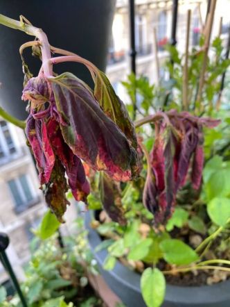 Coleus en détresse à cause de l’orage, du vent fort et du froid