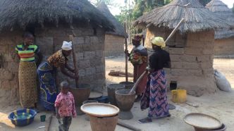 Pas assez chère ? L'Artemisia, mal aimée de la lutte contre la malaria
