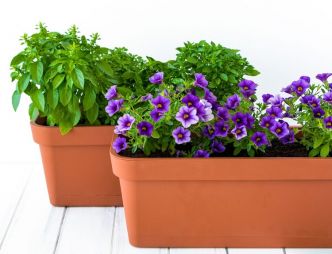Une jardinière en fleurs au printemps