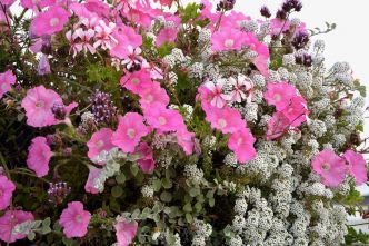 Jardinière d'été : inspirations et conseils