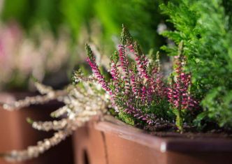 Quelles fleurs d'hiver pour ma jardinière ?