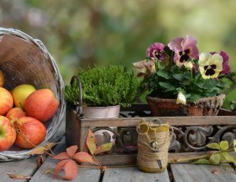 Quelles plantes pour ma jardinière d'automne ?