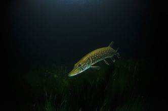 Quand Pêcher Le Brochet En 2020 ? Guide Ultime De La Pêche