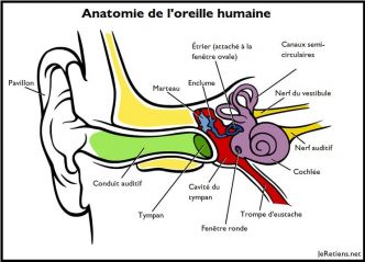 Le son : comment fonctionnent l'ouïe, l'oreille et l'équilibre ?