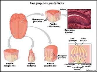 Le système gustatif et olfactif humain : les goûts et les odeurs