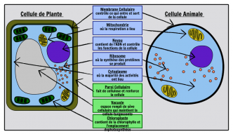 Différence entre la cellule animale et la cellule végétale