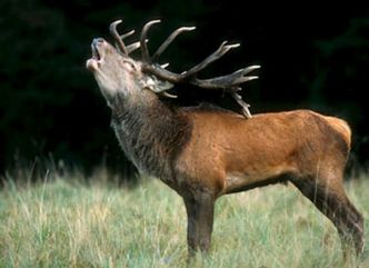 Le nom des cris des animaux