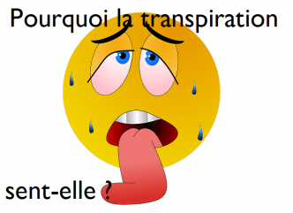 Pourquoi la transpiration sent-elle ?
