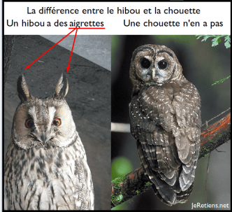 Quelle est la différence entre un hibou et une chouette, comment les reconnaître ?