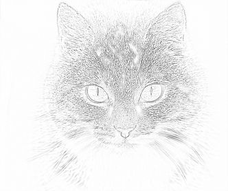 Cat coloring page - Mimi Panda