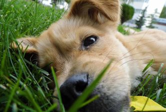 Comment Cultiver une Pelouse Respectueuse des Animaux | Jardin | Remèdes de Grand-Mère