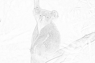 Koala coloring page - Mimi Panda