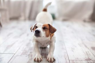 4 étirements simples pour la souplesse de votre chien | Remèdes Naturels pour Animaux