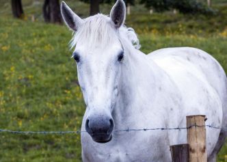 Hypergranulation chez le cheval : Les bonnes et mauvaises plaies | Remèdes Naturels pour Animaux