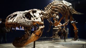 Un fossile de T-Rex vendu à un prix record