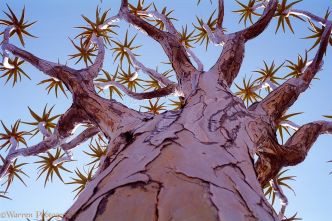 Marie Catherine Phanekham : Plantes Incroyables - Marie Catherine Phanekham : Le site des plantes les plus incroyables du monde