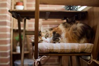 Qu'est-ce que l'eczéma du chat ? Comment le soigner ?