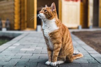 Arthrose du chat : comment reconnaître ses symptômes et la soulager ?