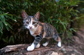 Ataxie chez le chat : quels sont les symptômes et traitements ?