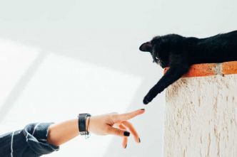 Communication animale : comment communiquer avec les animaux ?