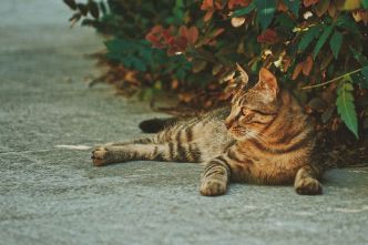 Le ténia chez le chat : savez-vous détecter et traiter le ver solitaire ?