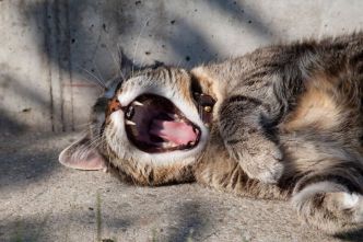 Pourquoi mon chat a mauvaise haleine ? Que puis-je faire ?