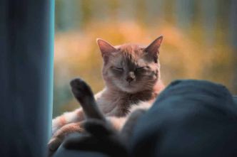 Fleurs de Bach pour Chat : un remède naturel contre le stress