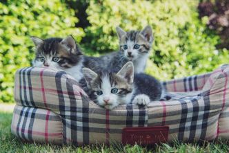 Nom de chat en S - Trouvez le prénom idéal pour l'année 2021