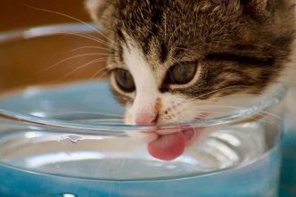 Mon chat boit beaucoup d'eau et urine souvent : est-ce normal ?