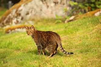 Ocicat : tout savoir sur "l'ocelot domestique" à l'allure sauvage