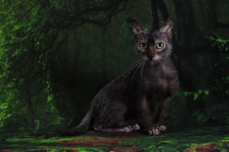 Lykoi : que savez-vous de cette race de "chat loup-garou" ?